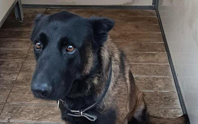 在梅斯vs里昂的比赛赛后，一条警犬在干预球迷斗殴过程中丧生